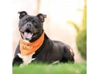 Adopt Moose a Staffordshire Bull Terrier
