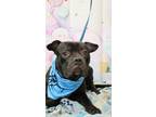 Adopt Ollie/Octavio a Pit Bull Terrier, Mixed Breed