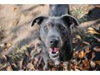 Adopt Scruffy a Wirehaired Pointing Griffon, Pit Bull Terrier