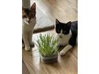 Adopt Lani & Kane (bonded pair) a American Shorthair