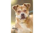 Adopt Spanky a Mixed Breed