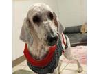 Adopt Victor a Standard Poodle