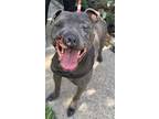 Adopt Nash a American Staffordshire Terrier