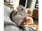 Adopt Chai a Dove