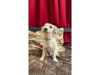 Adopt Ted a Poodle, Lhasa Apso