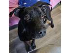 Adopt Carni a Labrador Retriever, American Staffordshire Terrier