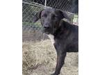 Adopt Alfie (Trinity) a Labrador Retriever, Plott Hound