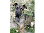 Adopt Lone a German Shepherd Dog, Shepherd