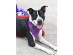 Adopt Cosmo the Charismatic a Pit Bull Terrier