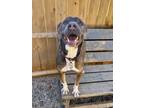 Adopt Colt 2 a American Staffordshire Terrier, Hound