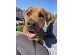 Adopt Perfect Patty a Rhodesian Ridgeback, Black Mouth Cur