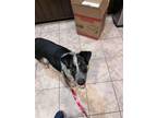 Adopt Boots (Brianna's Litter) a Shepherd, Australian Cattle Dog / Blue Heeler