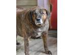 Adopt Henry Lee (Trinity) a Plott Hound