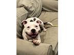 Adopt Cosmo a Pit Bull Terrier, Boxer