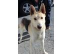 Adopt Davey a German Shepherd Dog