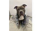 Adopt Dior **Courtesy Post** a Pit Bull Terrier