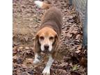 Adopt Winston a Beagle