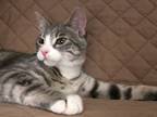 Adopt Roger a Domestic Short Hair