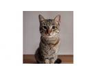 Adopt Curly Fry a Domestic Short Hair, Tabby