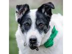 Adopt Giblet a Cattle Dog, Pointer