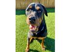 Adopt Tiny Tim a Rottweiler