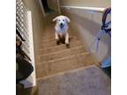 Golden Retriever Puppy for sale in Woods Cross, UT, USA
