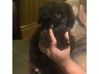 Mutt Puppy for sale in Ringling, OK, USA