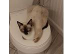 Adopt Cry Baby a Domestic Short Hair, Siamese