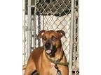Adopt Biscuit a Black Mouth Cur