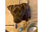 Adopt Banjo a Terrier, Labrador Retriever