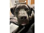 Adopt Sarge a Mixed Breed, Pit Bull Terrier