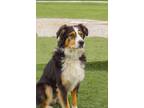 Adopt 0472 Banks a Australian Shepherd