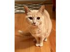 Adopt Butter a Tabby, Domestic Short Hair