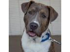Adopt Schnapps a Mixed Breed