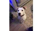 Adopt Poe a Pit Bull Terrier, American Staffordshire Terrier