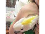 Adopt Loco a Cockatoo