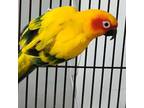 Adopt Sunny a Conure