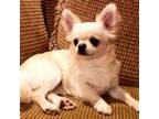 Chihuahua Puppy for sale in Tifton, GA, USA