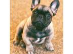 French Bulldog Puppy for sale in Bartlett, TN, USA
