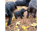 Black Labrador