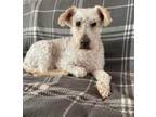 Adopt Johnny Riggins a Poodle (Standard) / Mixed Breed (Medium) / Mixed dog in