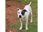 Adopt Kona a American Staffordshire Terrier dog in Oklahoma City, OK (37602343)