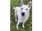 Adopt Leche a White Husky / Mixed dog in Dallas, TX (37586968)
