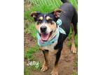 Adopt Jelly a Hound (Unknown Type) / Mixed dog in Gautier, MS (37219356)
