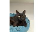 Adopt Astrid a All Black Domestic Shorthair (short coat) cat in Bolivar