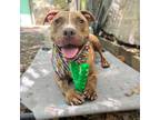 Adopt Rock-a-Roni a Tan/Yellow/Fawn Pit Bull Terrier / Mixed dog in Austin