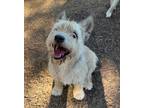 Adopt MCGRUFF a Irish Terrier / Mixed dog in Lemoore, CA (37630587)