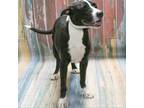 Adopt Lorax a White - with Tan, Yellow or Fawn American Staffordshire Terrier /