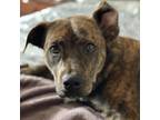 Adopt Jolene a Brindle Plott Hound / Mountain Cur / Mixed dog in Reisterstown