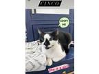 Adopt Cinco a Black & White or Tuxedo Domestic Shorthair cat in Wake Forest
